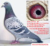 (zhang1)